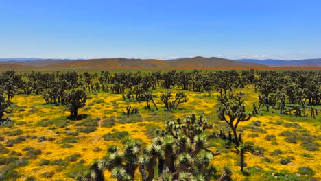 wildflowers and joshua trees blooming in the mojave desert in spring - aerial flyover