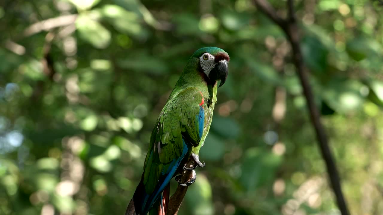 guacamayo de frente castaña en un parque en ecuador