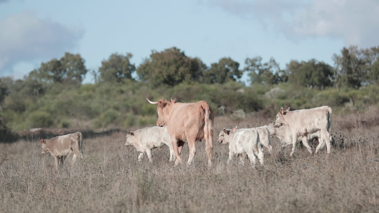 Mucca Jersey madre e i suoi vitelli che si aggirano in un campo erboso in una giornata di sole in Alentejo, Portalegre, Portogallo - Slow Motion.