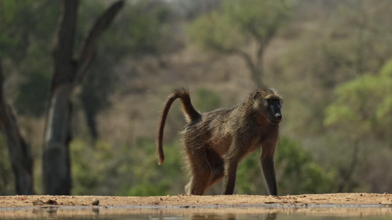 A Chacma baboon arriving at a waterhole. Filmed from a photographic hide at a low angle, Greater Kruger