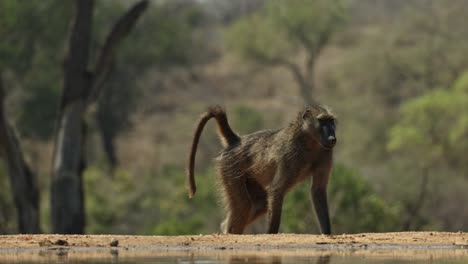 a chacma baboon arriving at a waterhole. filmed from a photographic hide at a low angle, greater kruger