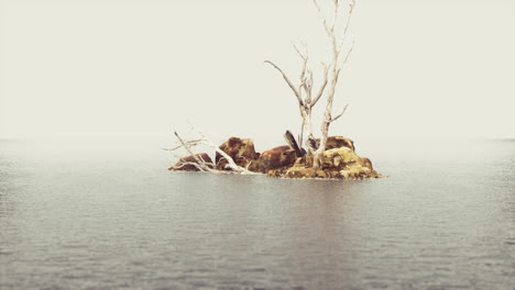 beautiful sea rocks and dead trees in a sea of light twilight