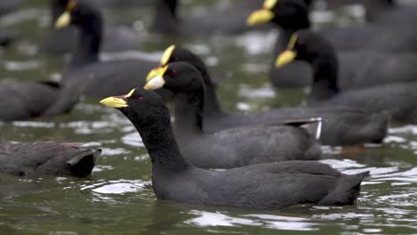 Nahaufnahme-Eines-Schwarms-Von-Blässhühnern-Mit-Weißen-Und-Roten-Bändern,-Die-Gemeinsam-Auf-Einem-See-Schwimmen