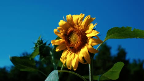 sunflower with bees around it