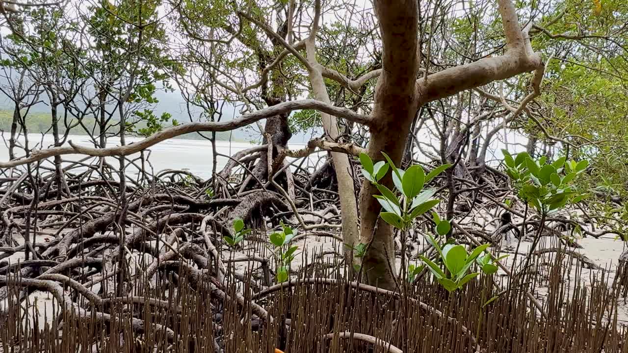 Camera slowly pans over dense mangrove roots, seedlings, and trees in tropical coastal wetland