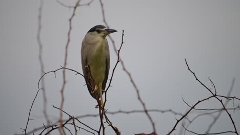 Black-crowned-Night-in-Rain