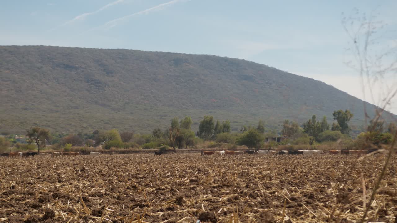 Cattle move across a drought affected field in a dry rural landscape