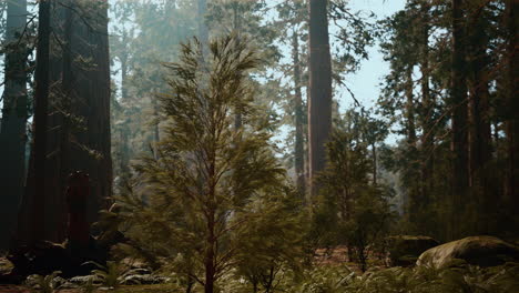 tall forest of sequoias in yosemite national park