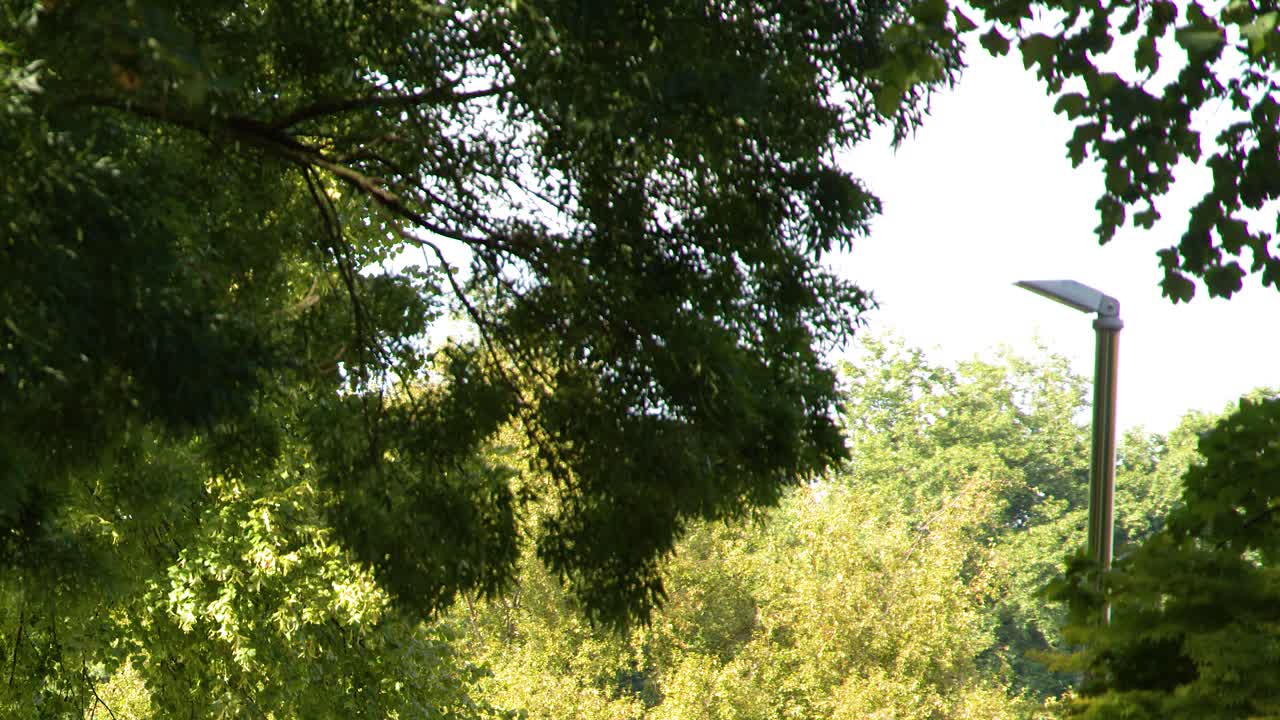 Sunlight filters through leafy trees, illuminating a park scene with a modern streetlamp visible