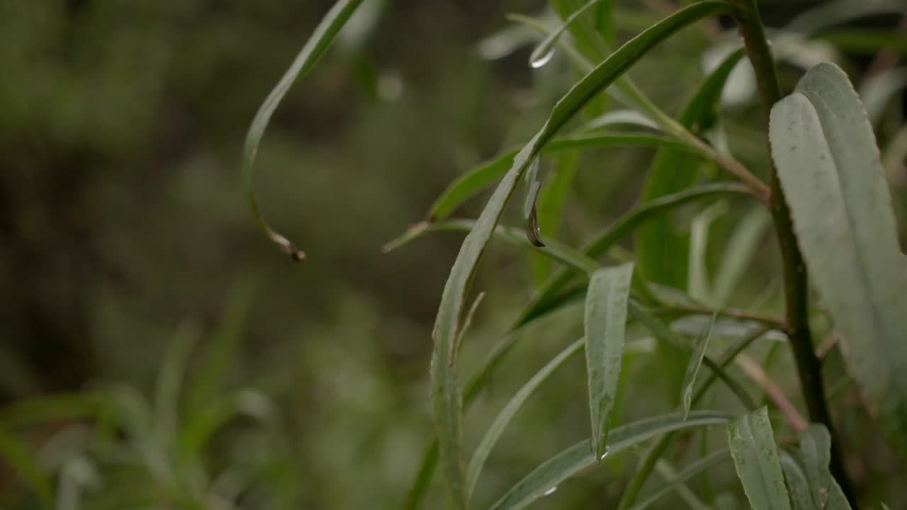 un primer plano de una planta húmeda en un día nublado