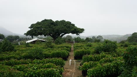el vivero de aguacates en uruapan michoacan