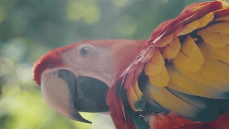 Cerca-De-Una-Hermosa-Guacamaya-Roja-Con-Colorido-Plumaje-En-El-Bosque