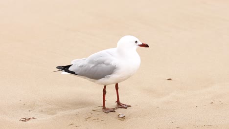gull on a sandy beach