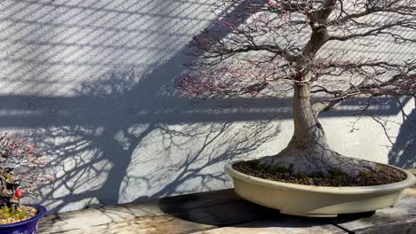 panning right revealing various majestic different types of bonsai's exposed in an exterior museum