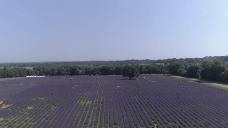 rise up aerial shot over a lavender field in banstead, surrey, in england