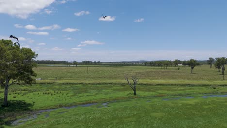 ibis birds soar above a lush green landscape