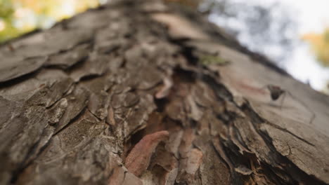 Small ant looks for food on fir tree trunk in wood