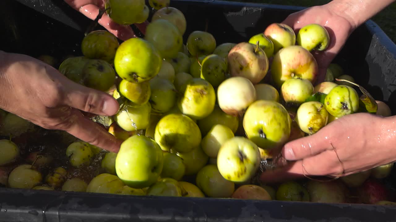 Slow motion video of people washing apples in a water bath and water splashing all around. The golden yellow and green fruit are being cleaned during a sunny autumn day after harvest