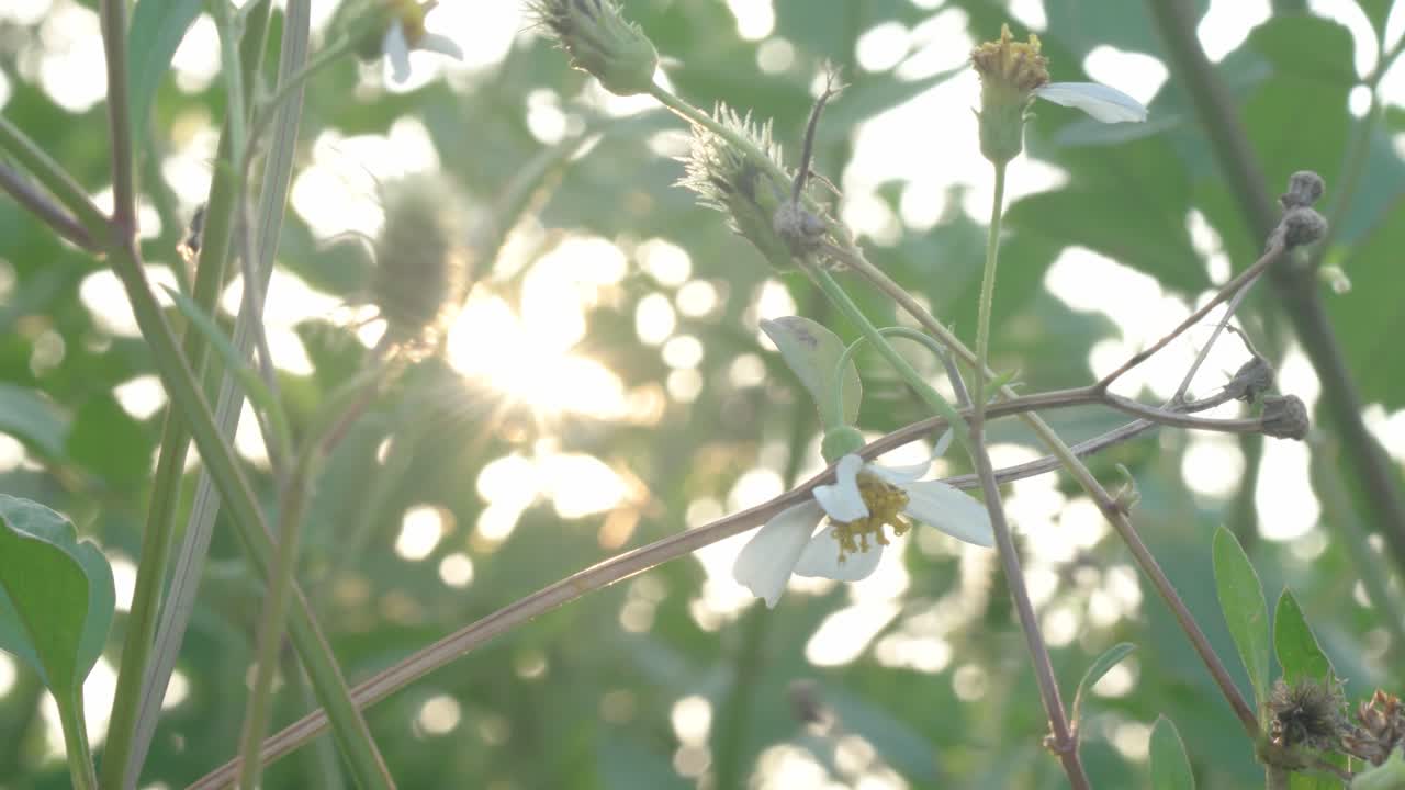 햇빛 배경으로 4k 잔디