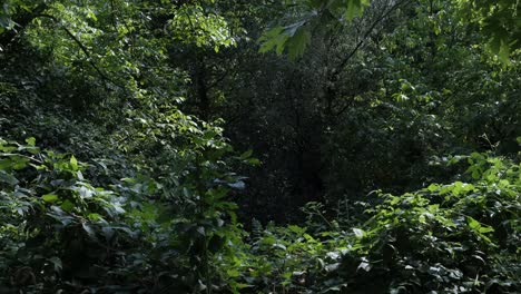 Bosques-Fuente-De-Oxígeno