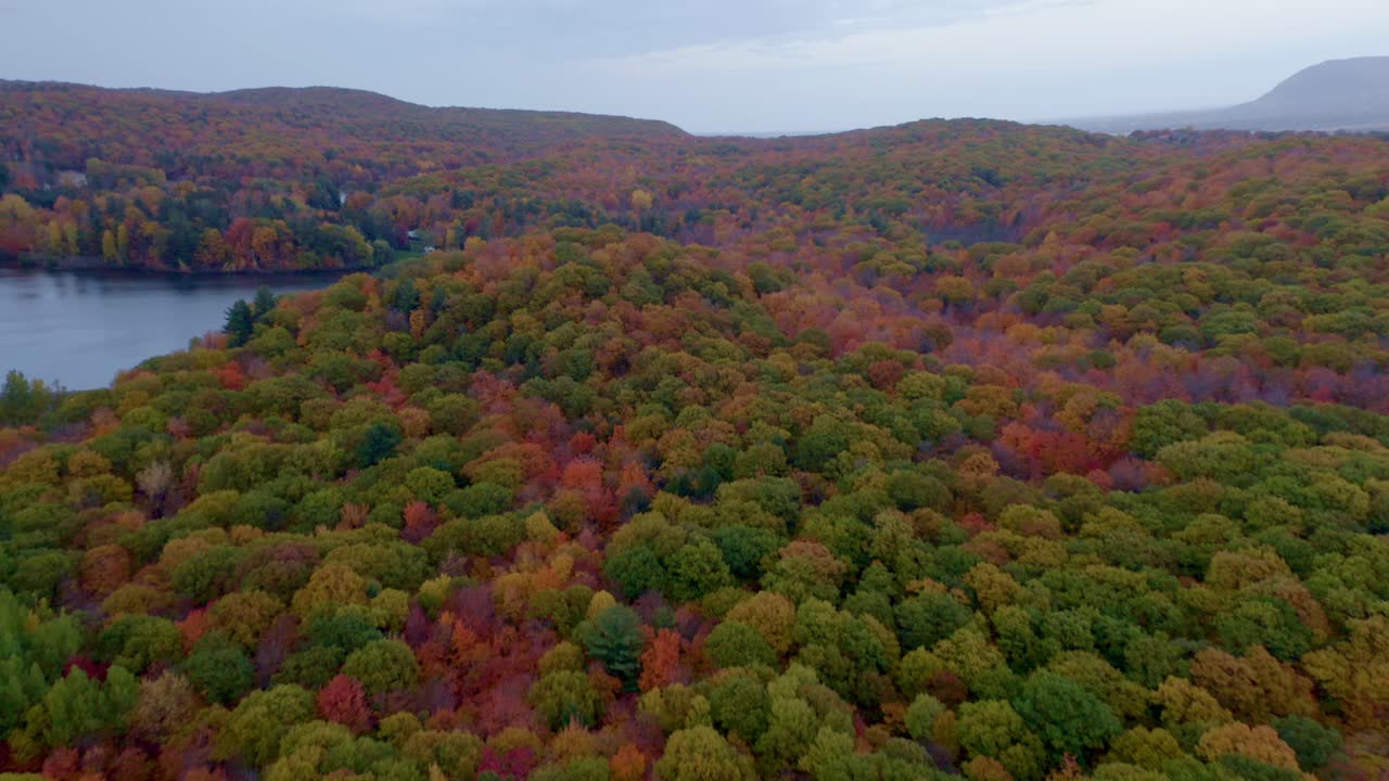 toma aérea sobre un hermoso bosque colorido al lado de un lago en otoño