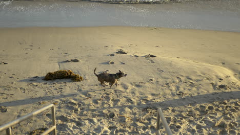 a cute brown dog and a large white labrador explore and smell around on the sandy shore during a golden hour sunset walk on the beach in santa barbara, california