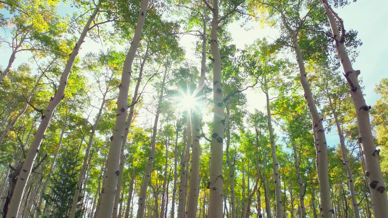 Quaking Aspens morning sunrise sun flare rays Mount Shavano trailhead Colorado trail San Isabel White River National Forest fall autumn foliage leaf peeping Kebler Pass Vail Telluride left pan down