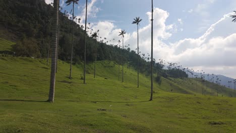 Famous-wax-palm-trees-field-in-Colombia,-hike-in-Cocora-Valley,-handheld