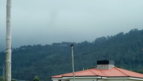 Hawk-swoops-from-telephone-pole-to-capture-prey