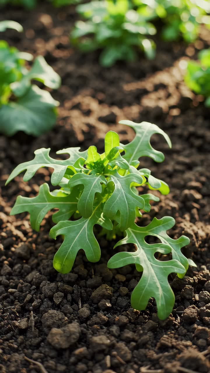 Plantas jóvenes de rúcula creciendo en un jardín