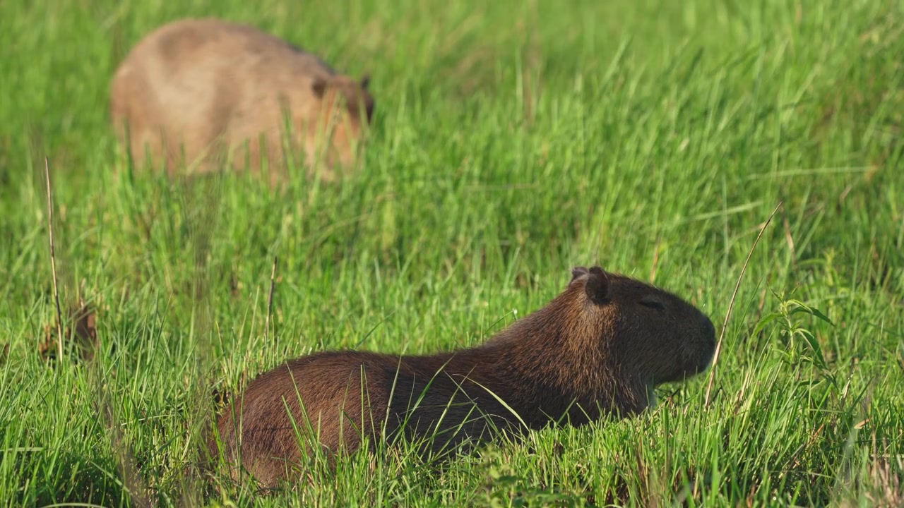 Two greater capybaras lie and graze in tall green grass, one in sharp foreground focus and another blurred behind. Calm wildlife behavior fits nature documentaries or conservation themes.
