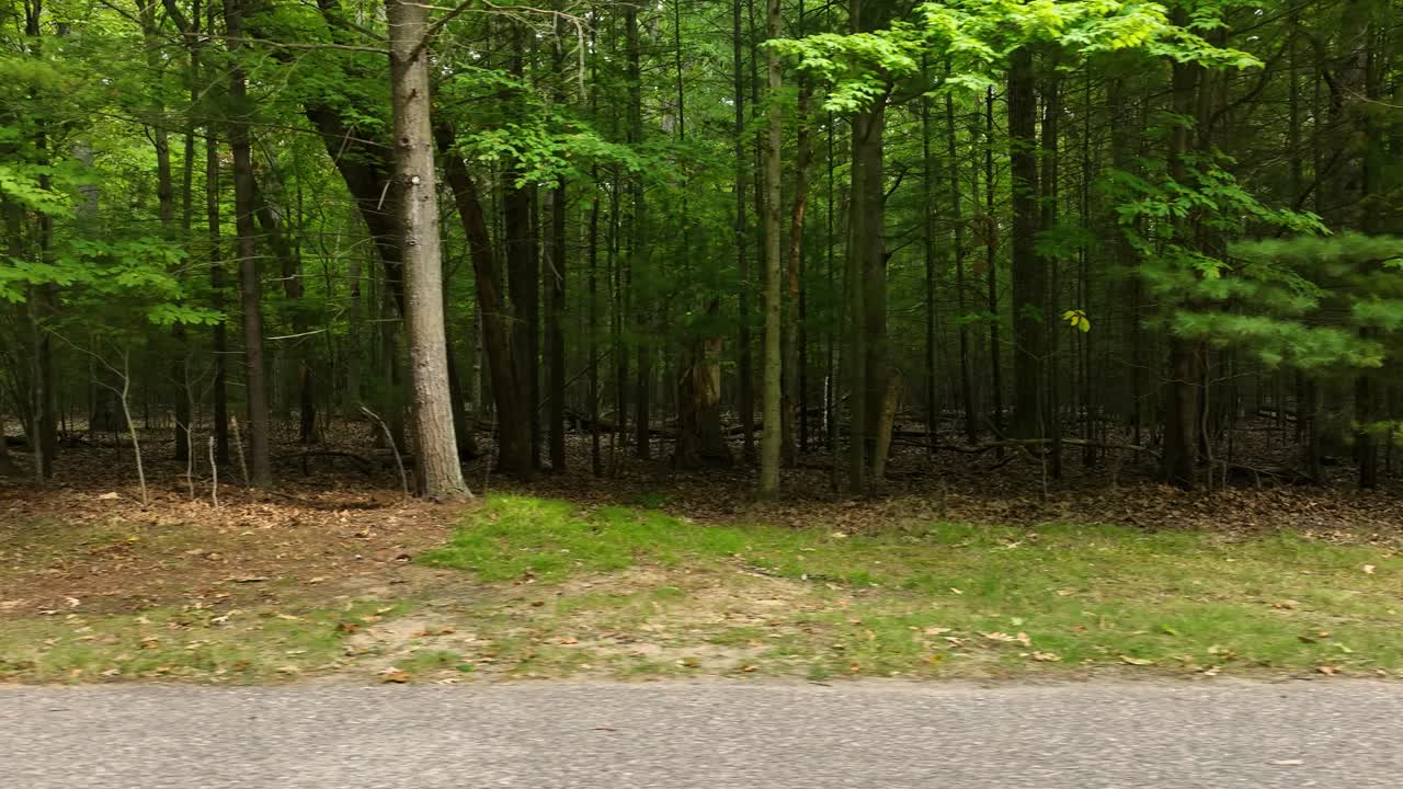 숲과 하이킹 트레일의 가장자리를 따라 추적