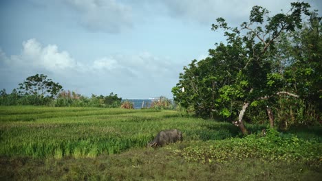 Un-Búfalo-De-Agua-Pasta-En-El-Borde-Entre-Un-Campo-De-Arroz-Y-Un-Prado-En-Una-Isla-De-Filipinas