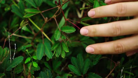 green leaves close as womans hand touches them