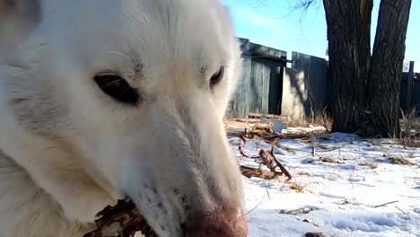 Cámara-Lenta---Perro-Husky-Blanco-Tendido-En-La-Nieve-Masticando-Una-Rama-De-árbol