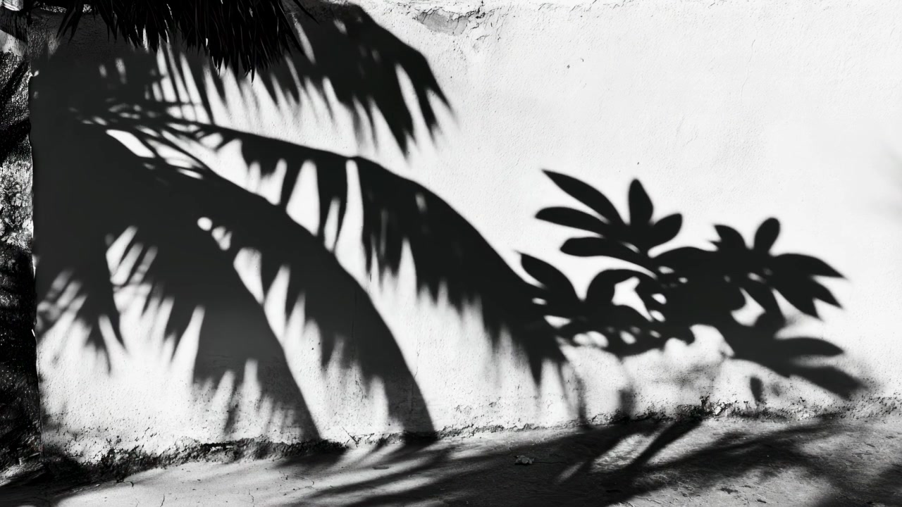 Shadows of Tropical Palm Leaves on a White Wall