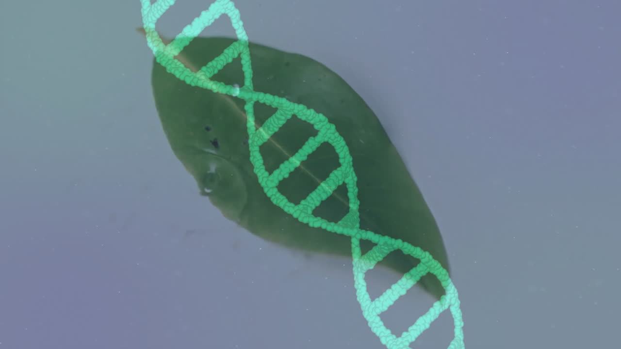 Animating green DNA strand overlaying close-up of leaf in scientific visualization