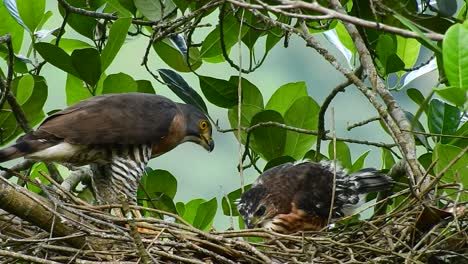 Un-águila-Azor-Con-Cresta-Adulta-Con-Plumas-Marrones-Está-Siendo-Alimentada-Por-Un-Camaleón-Verde-Por-Su-Madre