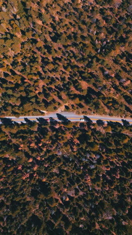 highway in the wild pine tree forest at sunny daytime. a beautiful wildlife panorama from high top view. vertical video