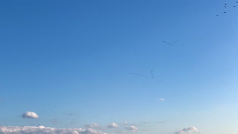 Los-Gansos-En-Forma-De-V-Vuelan-En-Un-Cielo-Azul-Profundo,-Migración-Estacional,-Letonia