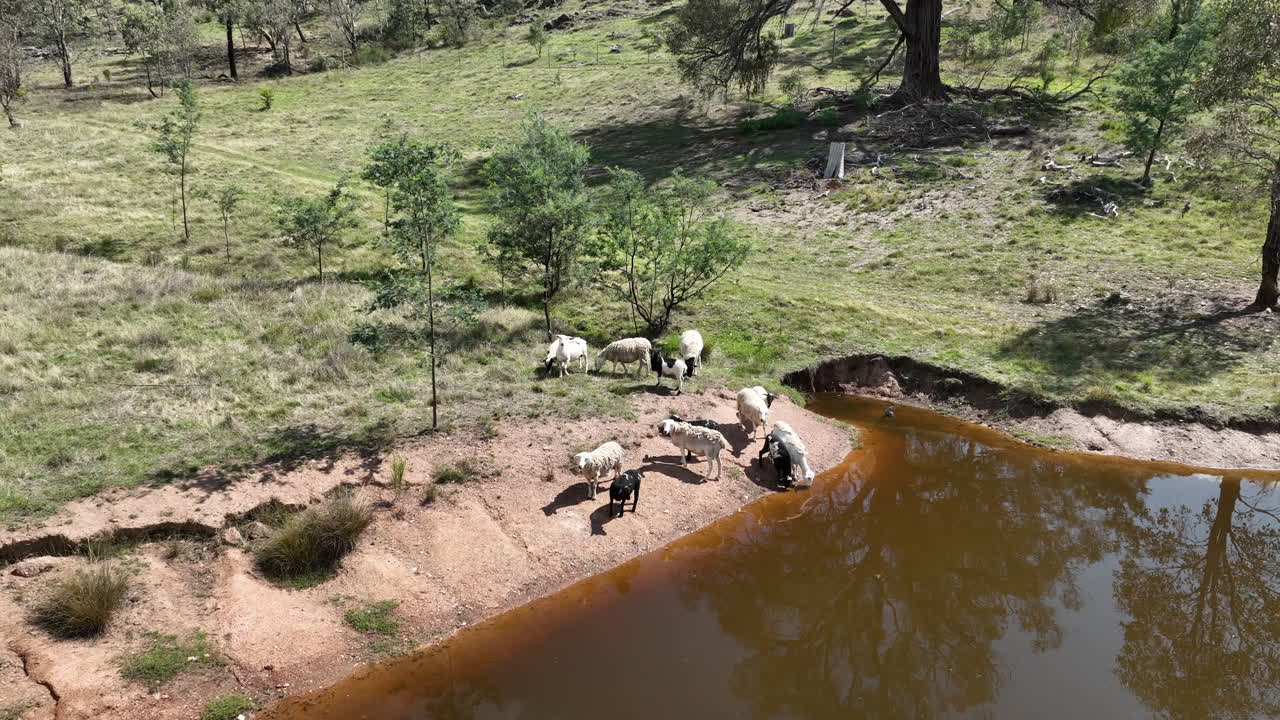 Sheep drinking water from dam on country property in New South Wales, Australia