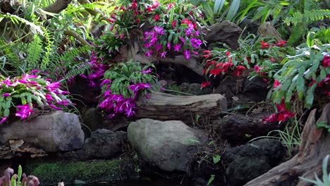disparo deslizante lento sobre plantas hermosas y vibrantes con flores vibrantes