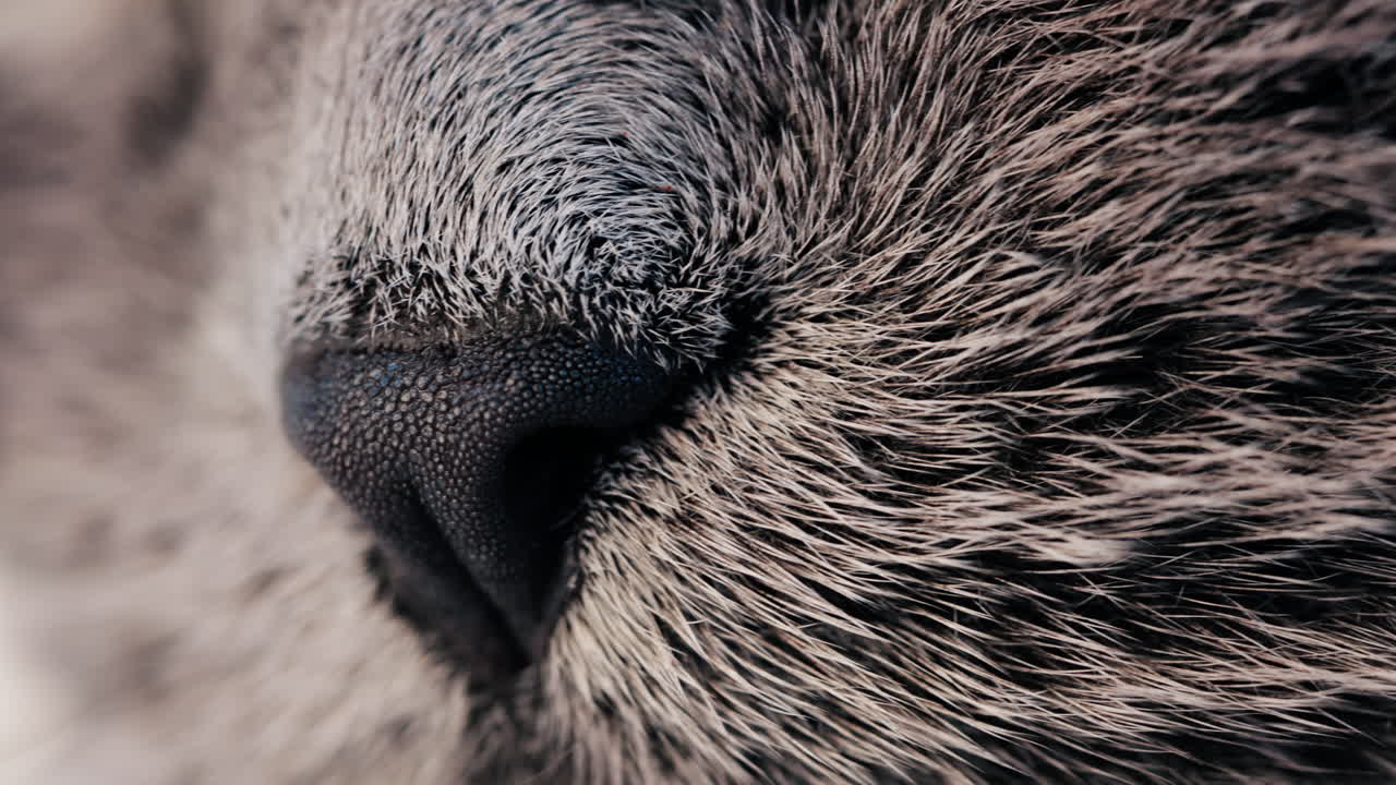 Close up of a grey British Shorthair cat's snout with detailed fur and whiskers
