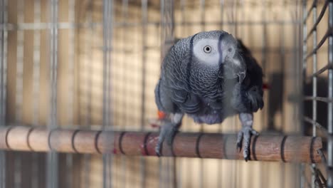 Foto-De-Cuerpo-Completo-De-Un-Gris-Africano-En-Una-Jaula-Mirando-A-La-Cámara