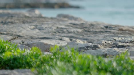 Some grass on the rocks by the water.