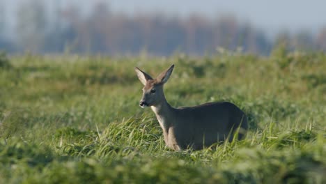 Common-wild-roe-deer-perfect-closeup-on-meadow-pasture-autumn-golden-hour-light