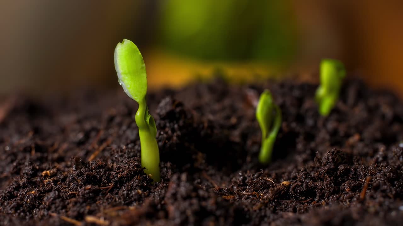 Video ravvicinato di piantine che spuntano dal terreno, che mostra la crescita da una angolazione bassa