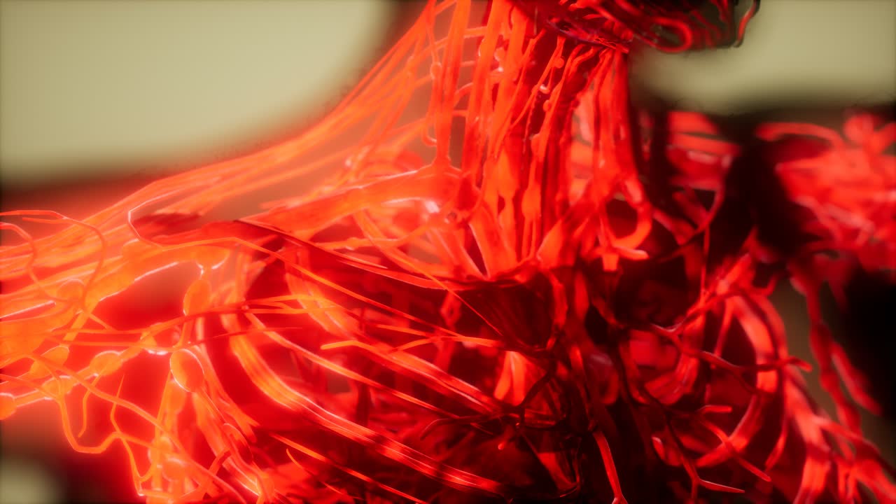 inspección de la sangre en los vasos sanguíneos del sistema circulatorio