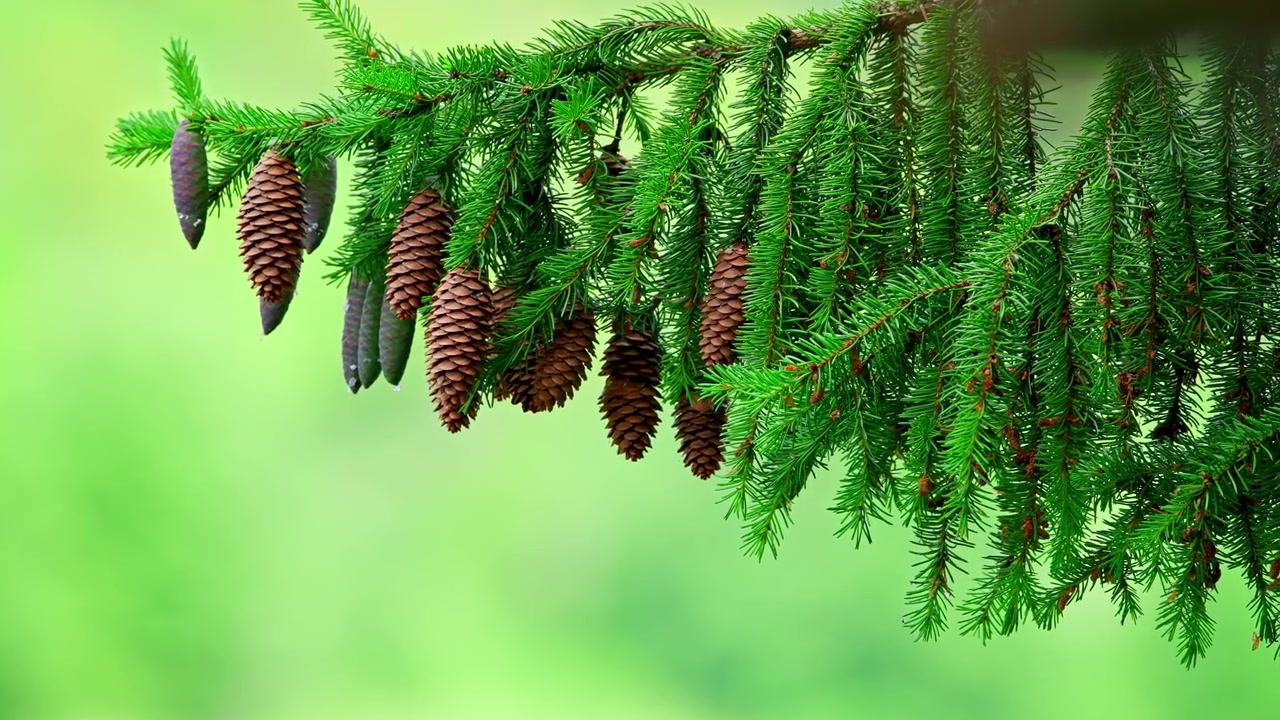 Evergreen Spruce Branch with Pine Cones Moving in the Breeze