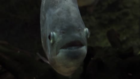 piranha - colossoma macropomum en primer plano.